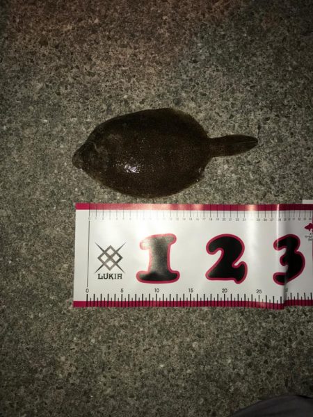 ショアジグサビキ!!