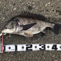 最後の最後におチヌ様