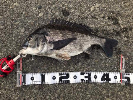 最後の最後におチヌ様