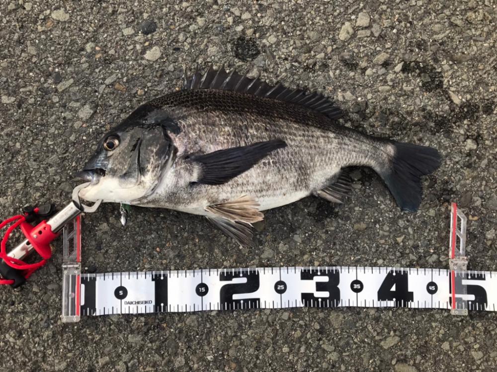 最後の最後におチヌ様