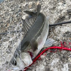 青物狙いのはずなのに…