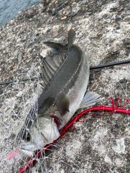 青物狙いのはずなのに…