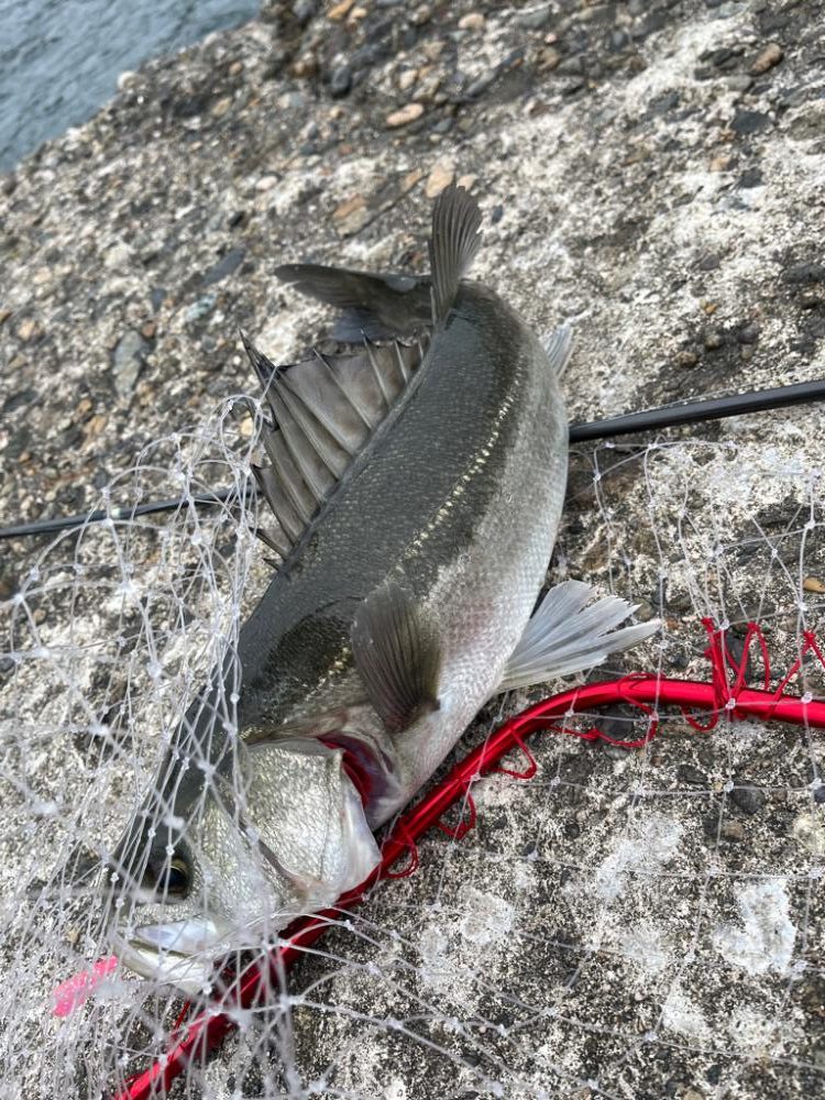 青物狙いのはずなのに…