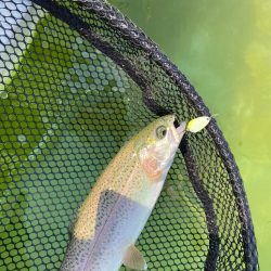 昼からかめプー