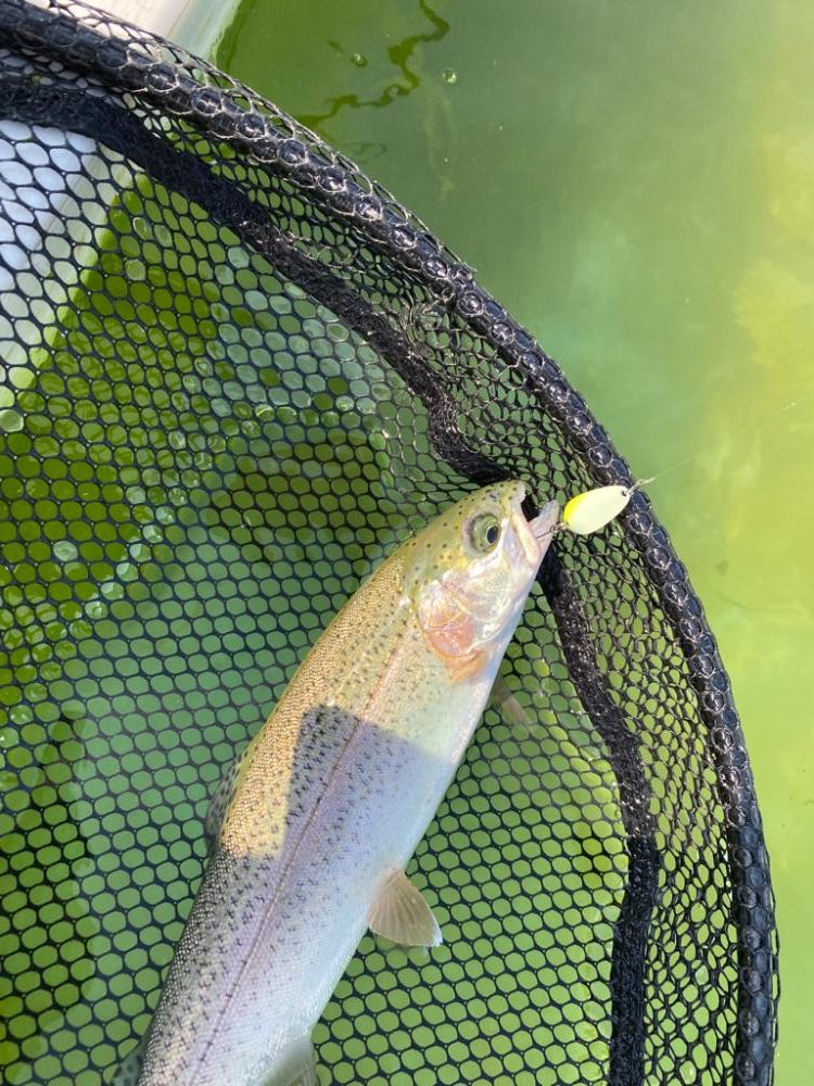 昼からかめプー