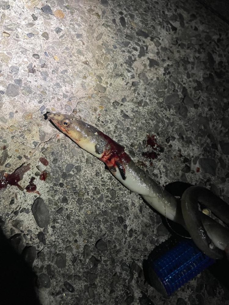 真夜中のサビキ釣り