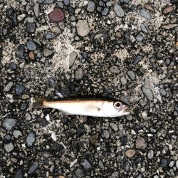 爆風(やばい)アジング