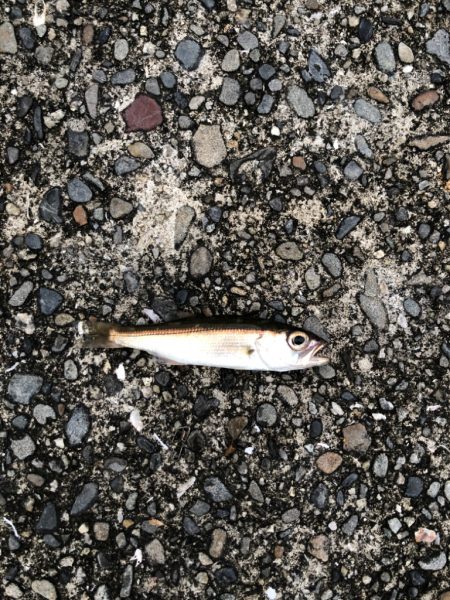 爆風(やばい)アジング