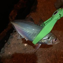 深夜のアジング