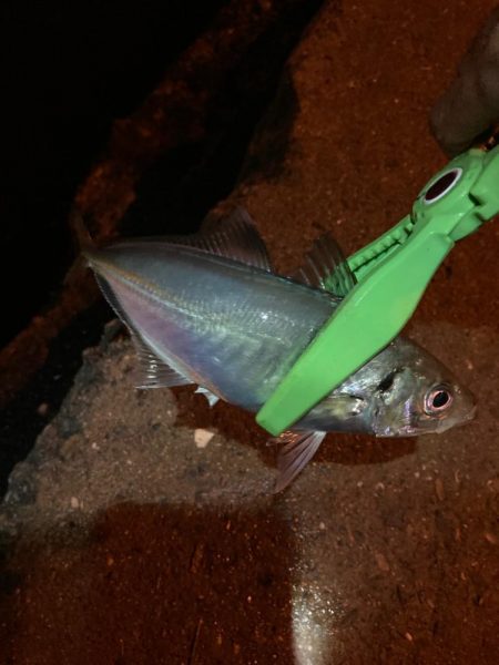 深夜のアジング