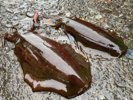 マイボートで春アオリを