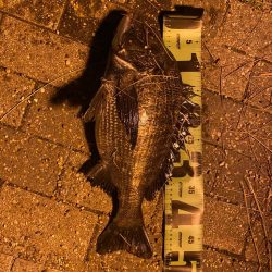 ヘチってきました