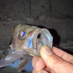 【メバリング】フロートメバリング