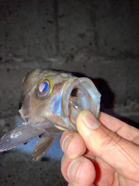 【メバリング】フロートメバリング