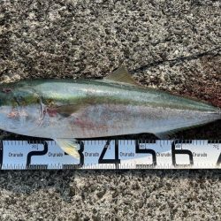 ルアー丸呑みブリ！！