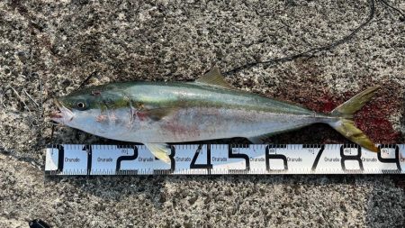 ルアー丸呑みブリ！！