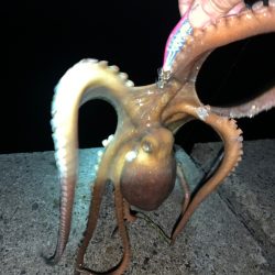 タコ①(手長だこ)