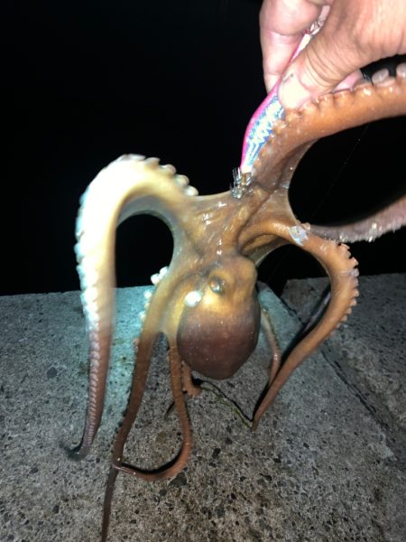 タコ①(手長だこ)