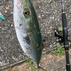 今期初！ナイスブルー①(ツバス)