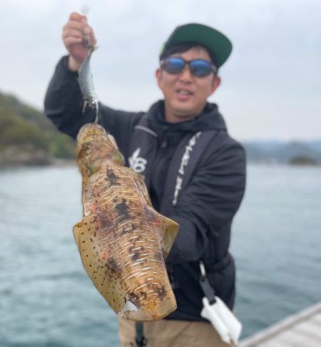 春のアオリイカにようやく出会えた！