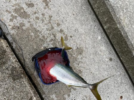 神戸空港青物祭り