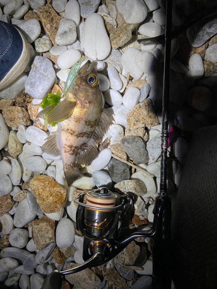 久しぶりのメバリング