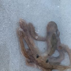 イカ釣れずタコががり