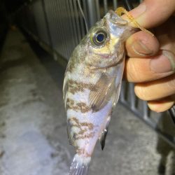 めっちゃ久しぶりメバル