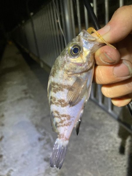 めっちゃ久しぶりメバル