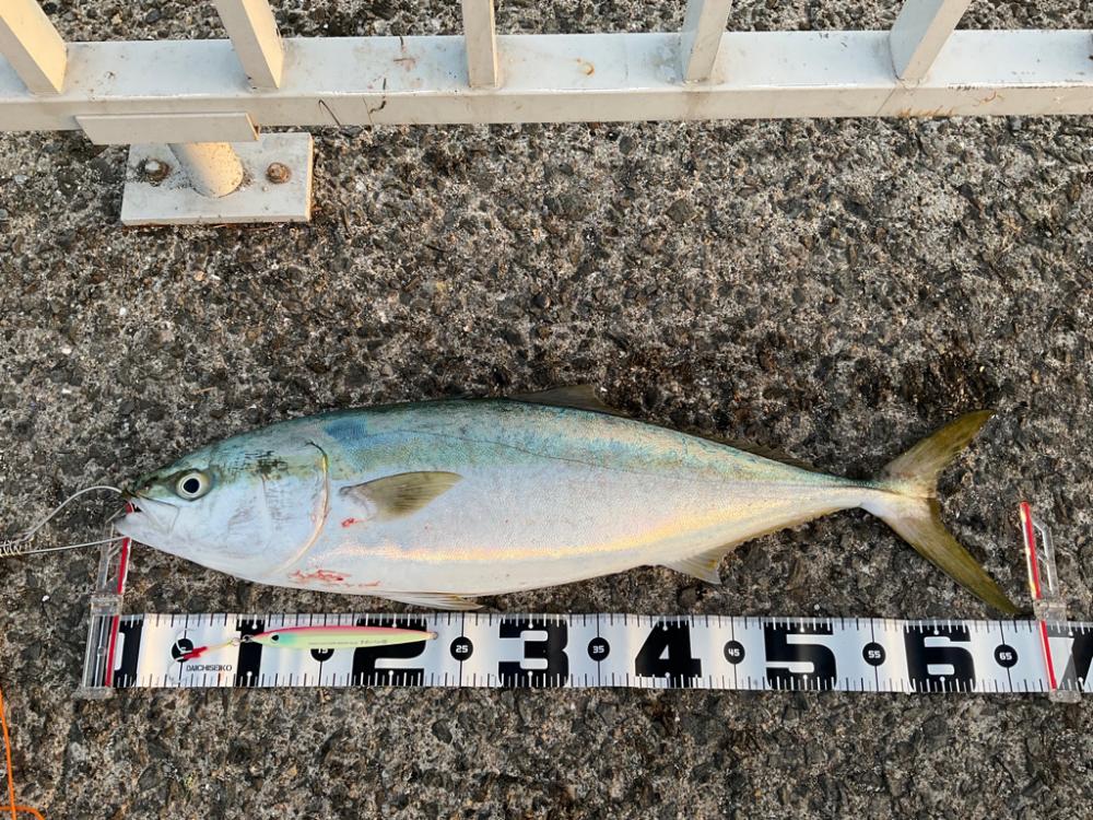 初大蔵海岸!今年初青物!!