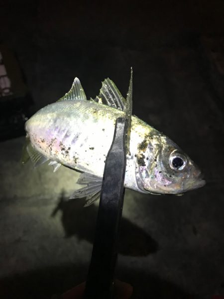 ユウマヅメアジングは