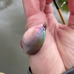 雨が降るタナゴ釣り