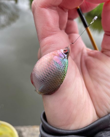 雨が降るタナゴ釣り