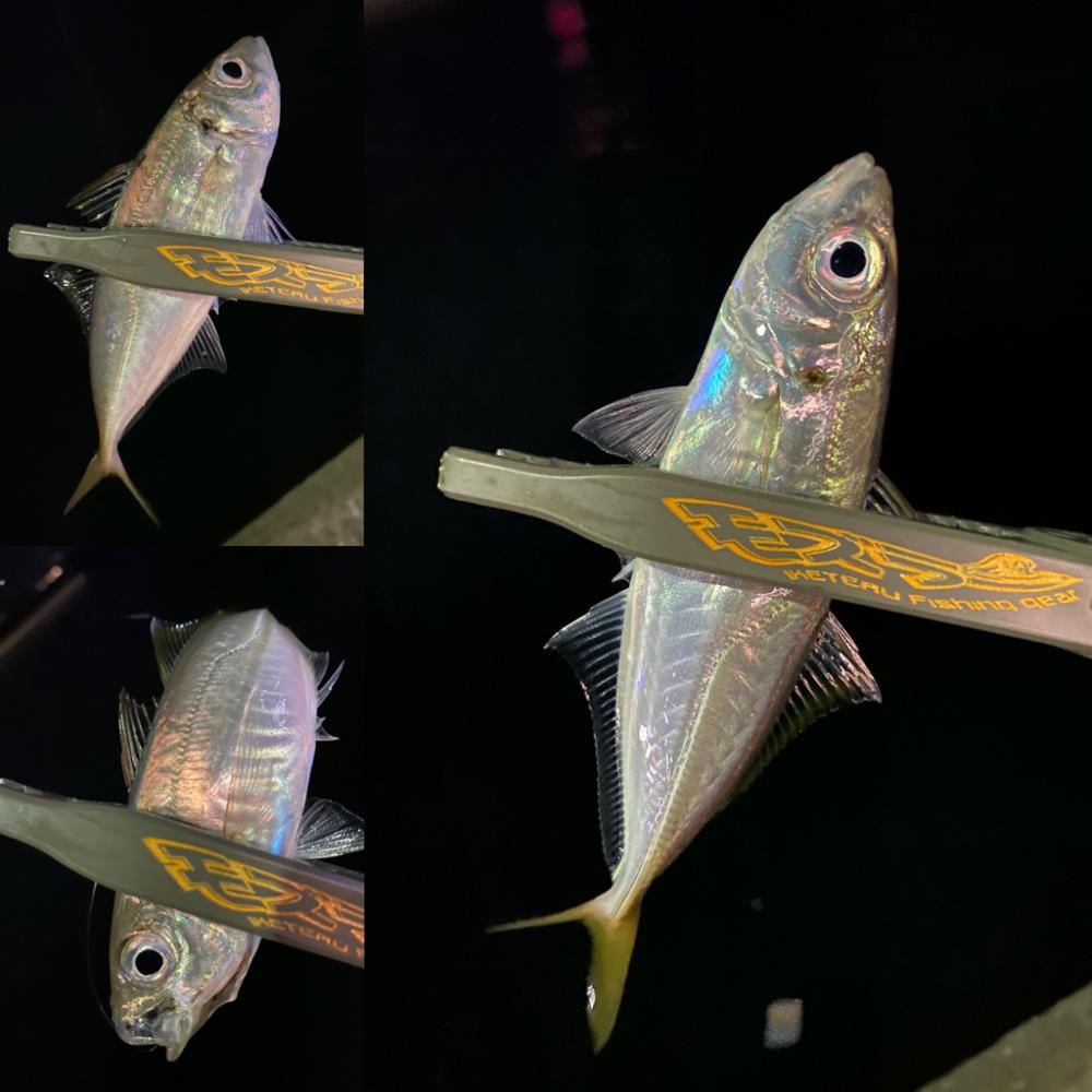 アジング1時間勝負