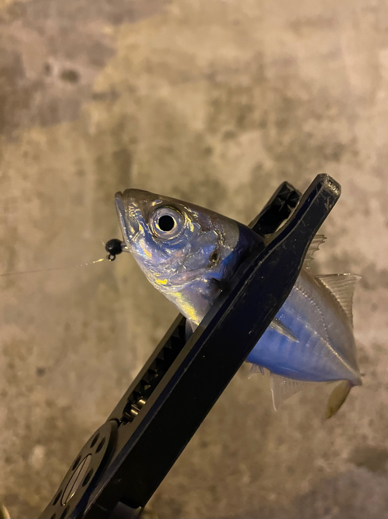 イワシパターン豆アジング