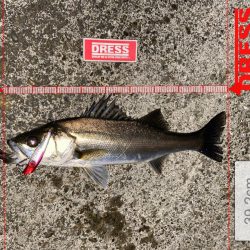 めちゃくちゃ久々のシーバスくん！