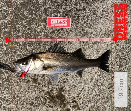 めちゃくちゃ久々のシーバスくん！