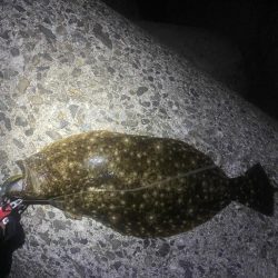 ナイトヒラメ＋ナイトガシラ
