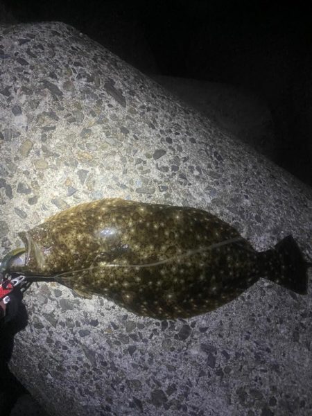 ナイトヒラメ＋ナイトガシラ