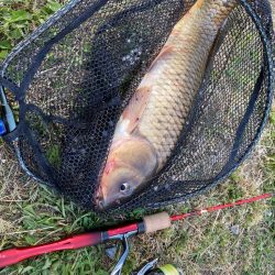 22ステラでカープフィッシュ