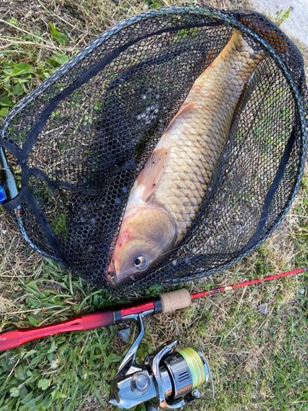 22ステラでカープフィッシュ