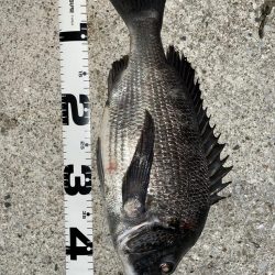 バチ抜けでチヌ3連発