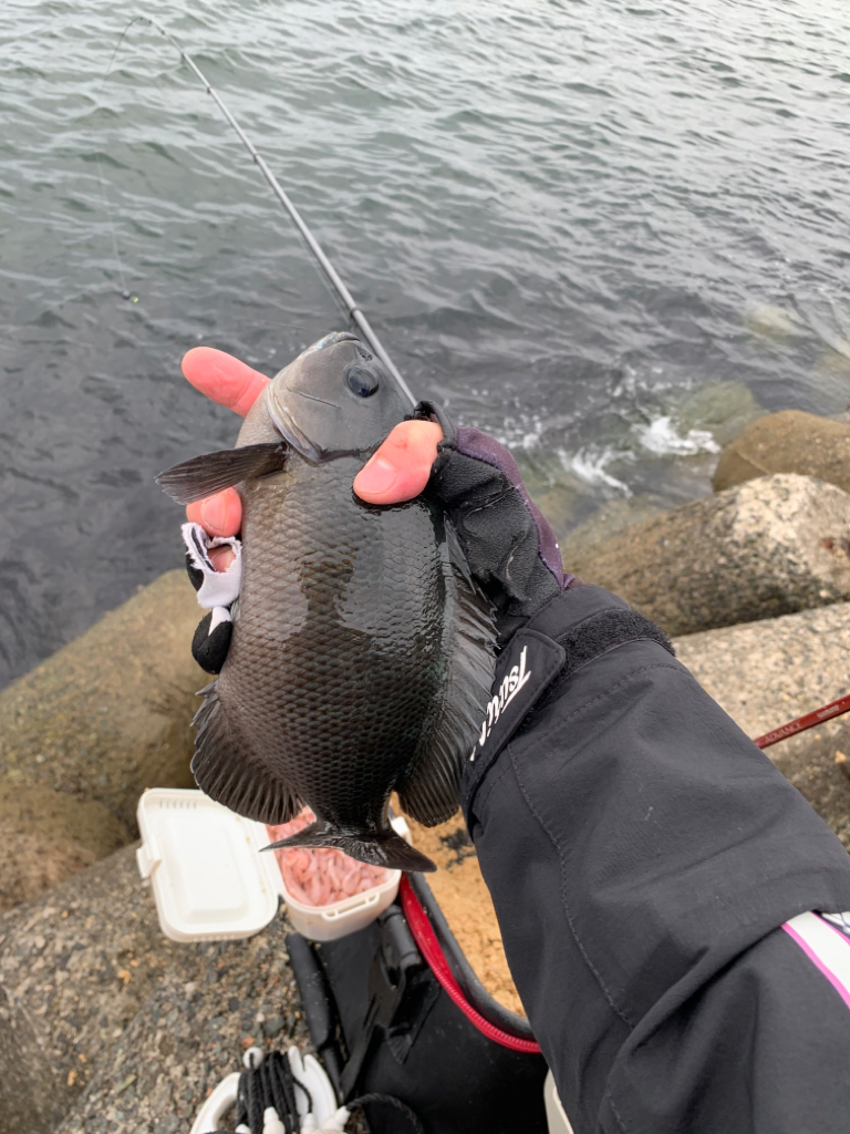 今期初波止グレ