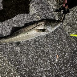 マイクロベイトパターン