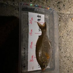 バースデーフィッシュはいつものガシラ