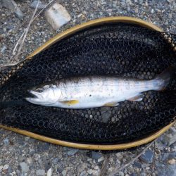 美山リベンジ釣行