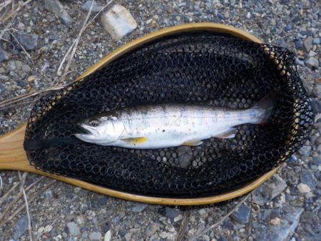 美山リベンジ釣行