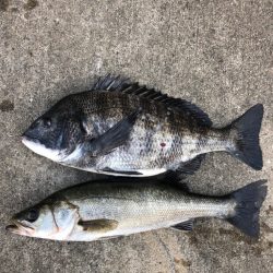 寒の戻りでエビ撒き