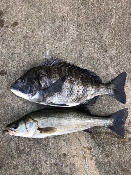 寒の戻りでエビ撒き