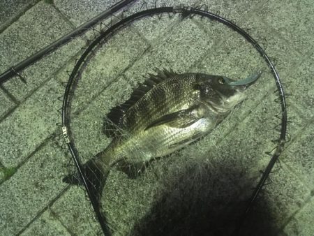 新年度からチヌ